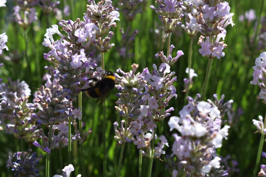 Bumblebee on pale pink lavender flower